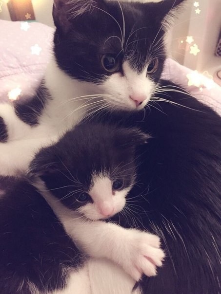 Чёрно белые кошка с котёнком