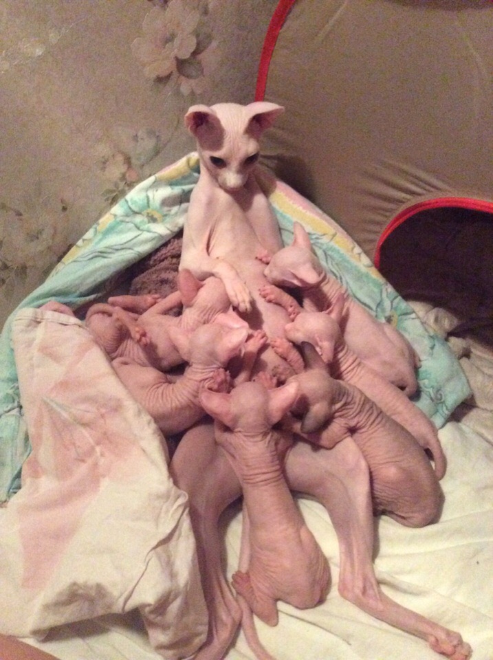 Лысая кошка кормит котят