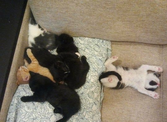 Спящие котятки, один лишний