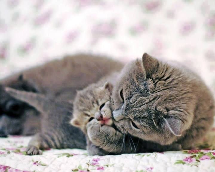 Кошечка целует котёнка