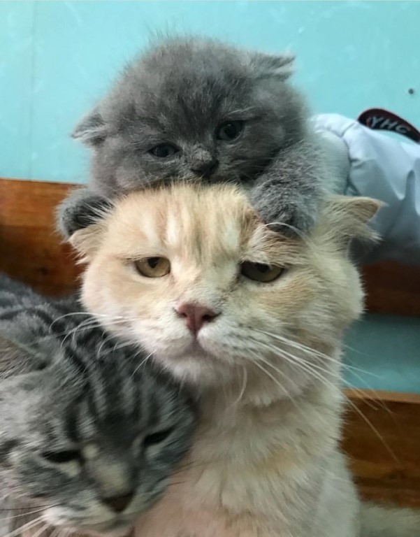 Рыжая кошечка с котятами