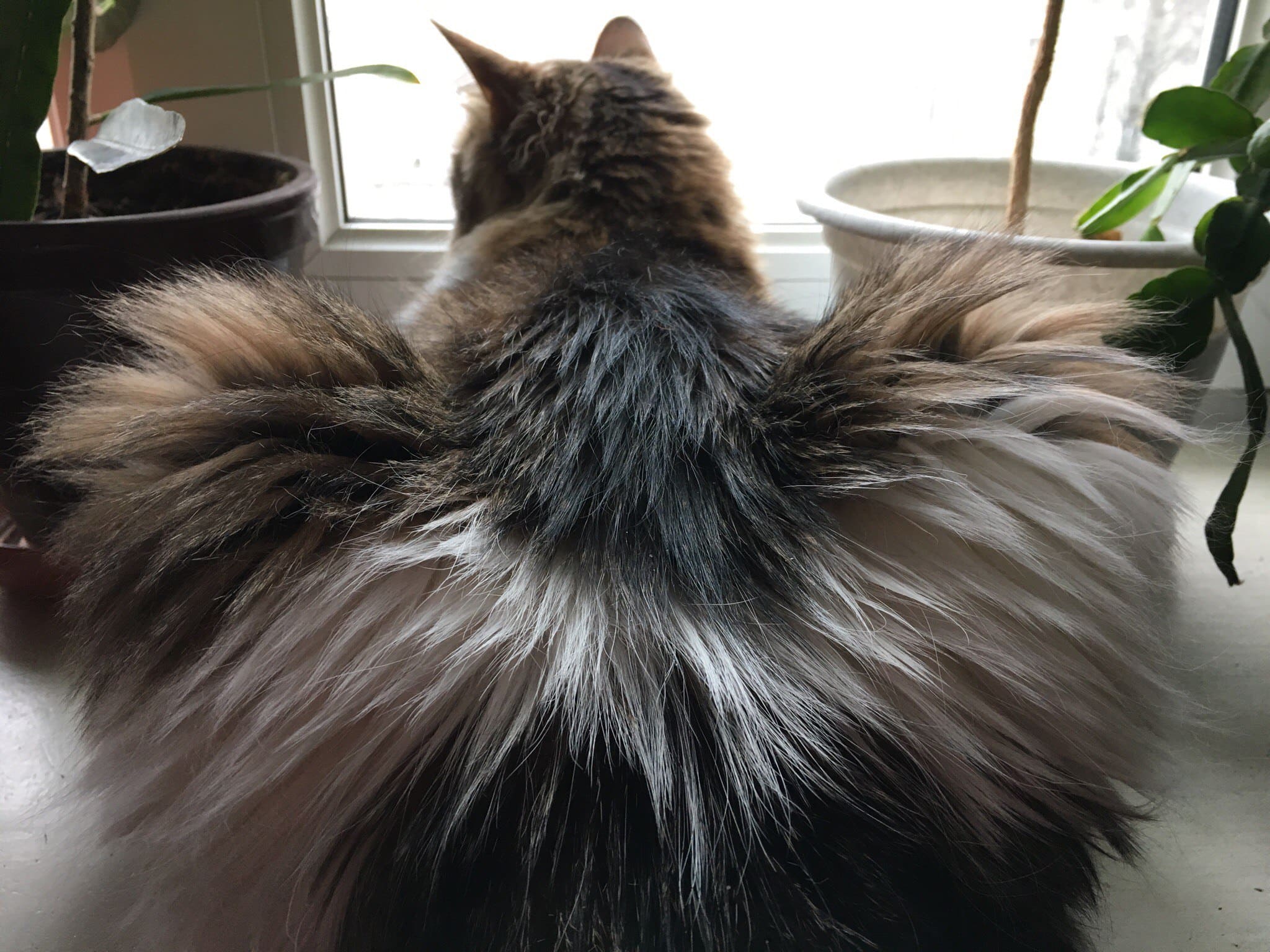 Серая кошка с повышенной пушистостью