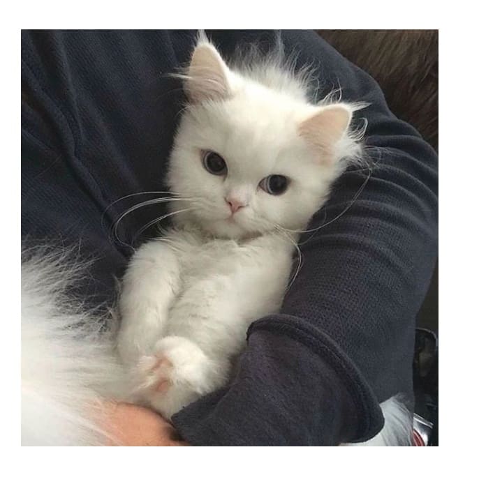 Пушистая Белоснежка на ручках