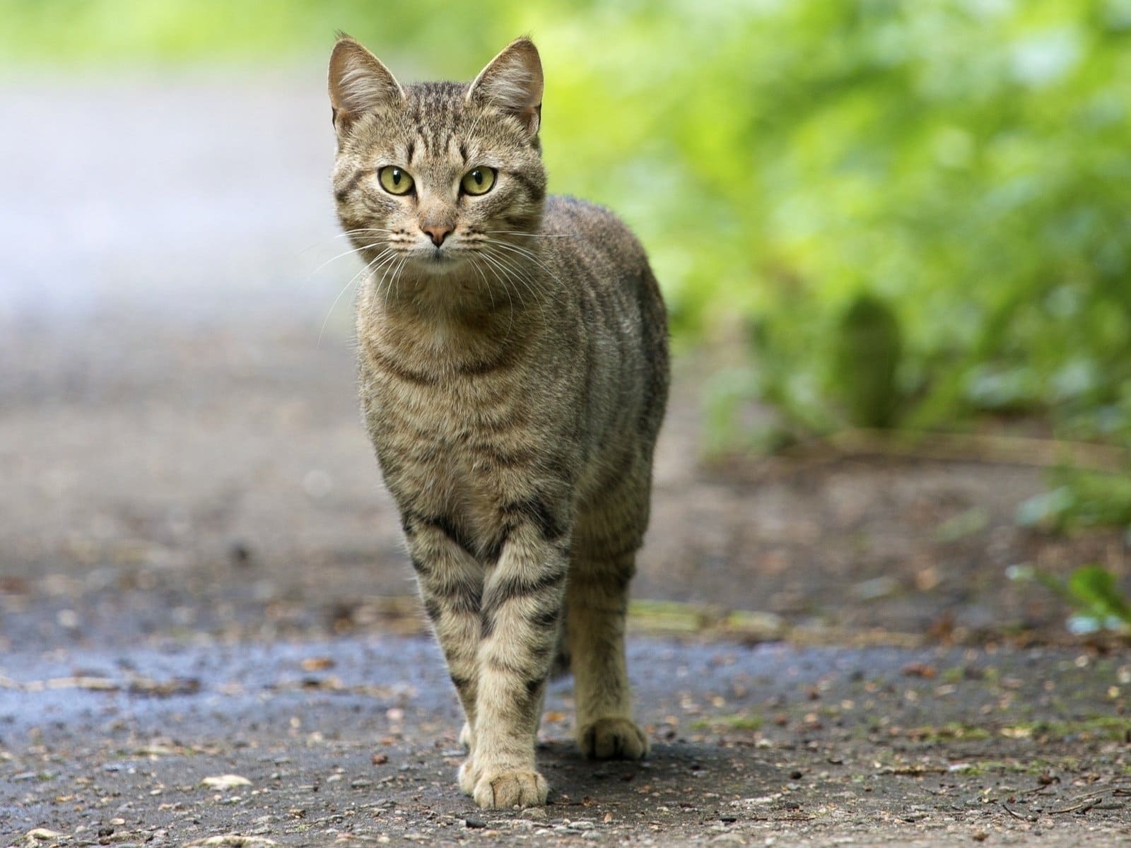 На прогулке в одиночку