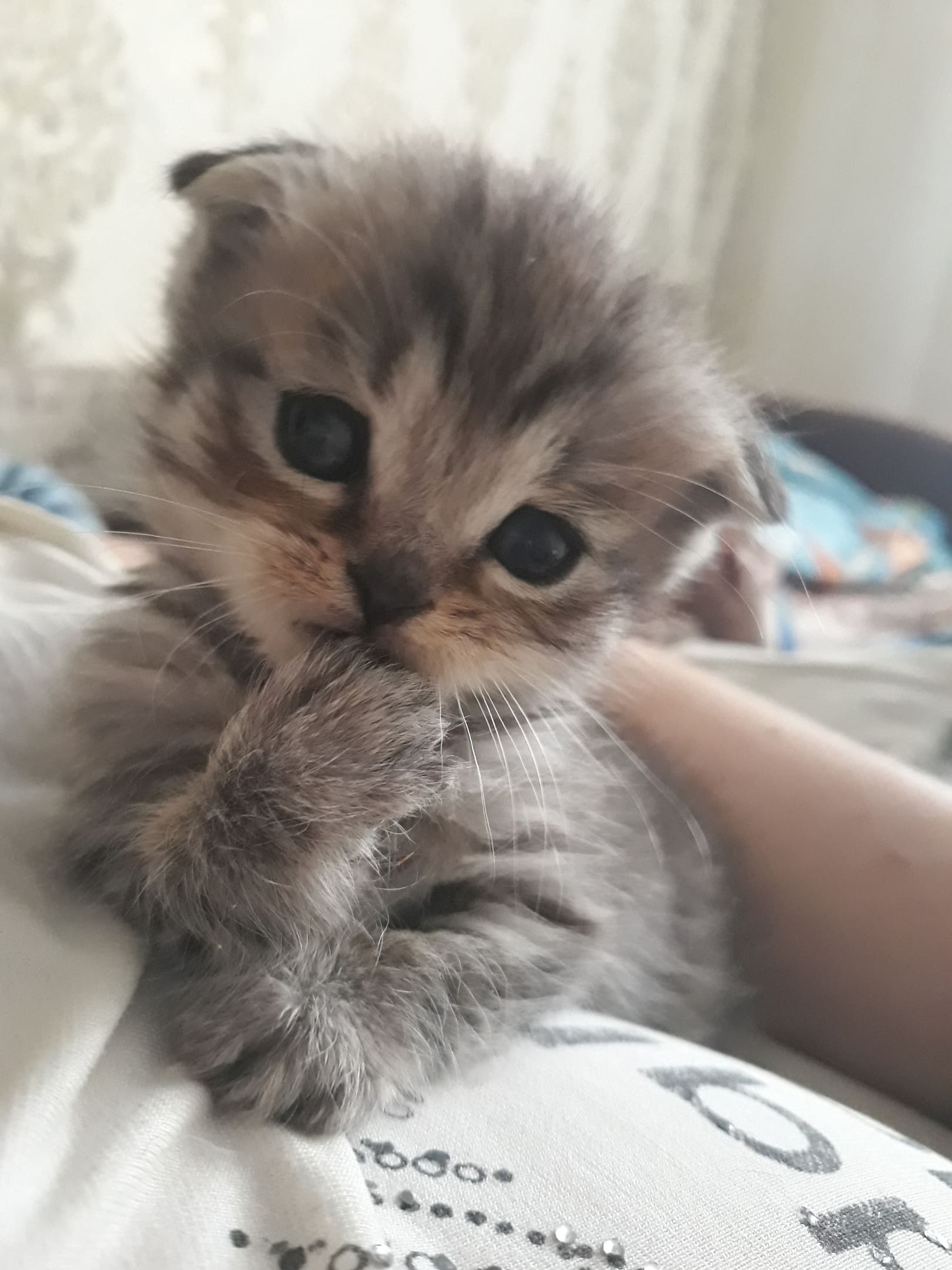 Серенький котёнок с лапкой во рту