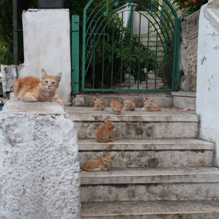 Кошка с котятами сторожат калитку