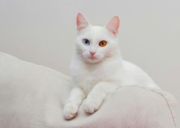 Белоснежная изящная красотка