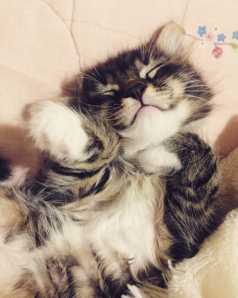 Спящий малюсенький красапетик