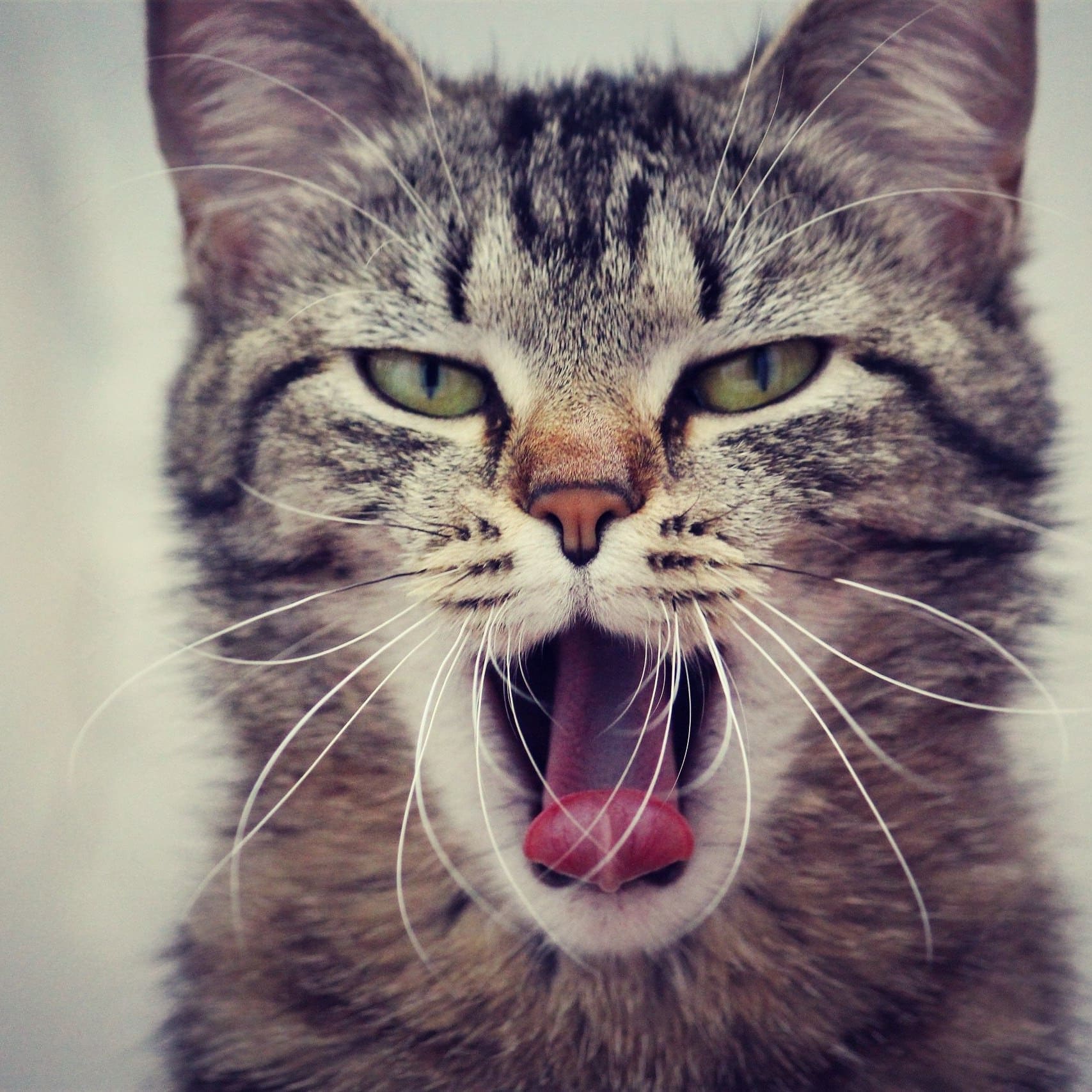 Полосатый котик зевает