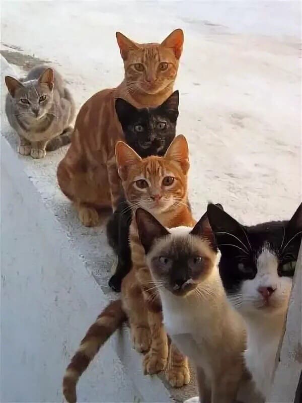 Котоочередь за вкусняшками