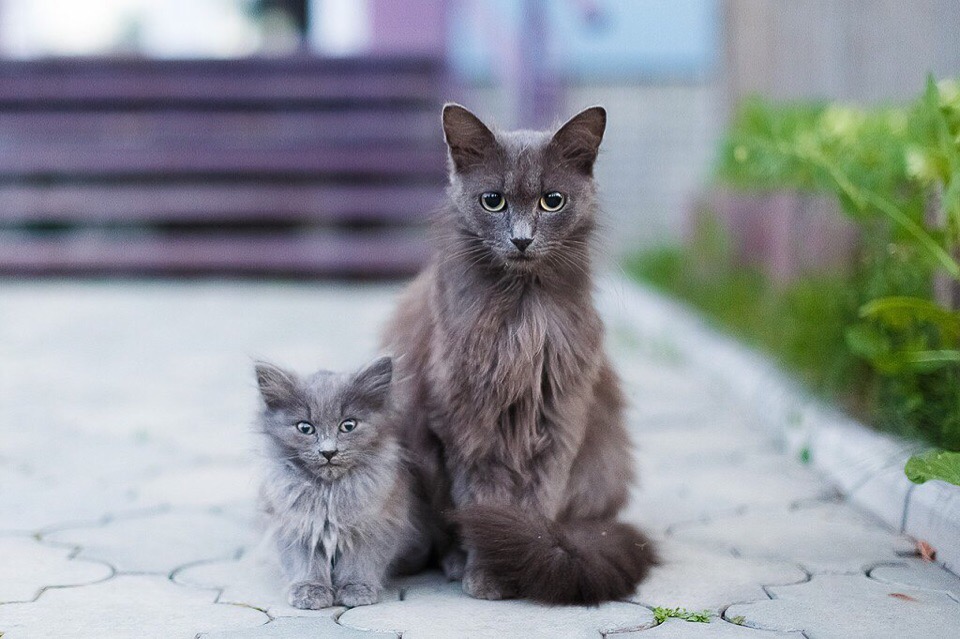 Серая пушистая кошка с котёнком