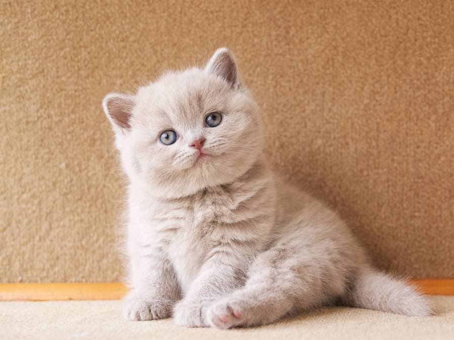 Внимательно слушая сидя на попе