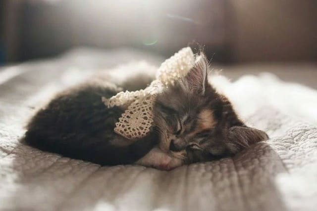 Тихо тихо не шумите