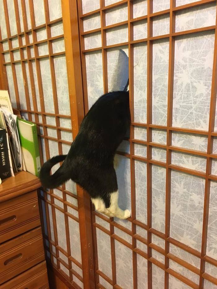 Японская стена не помеха