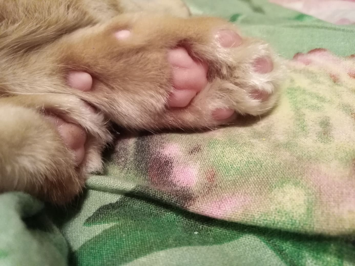 Рыжие кошачьи лапки