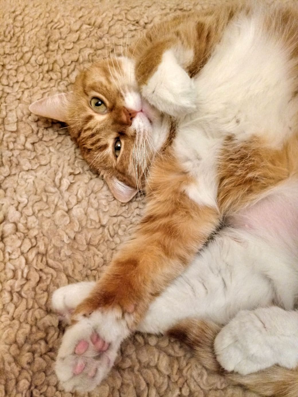 Рыжий с беленьким пушистик хочет поиграть