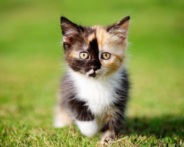 Дратути я к вам