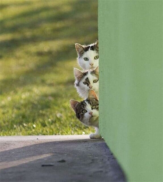 Шестиглазая команда осведомителей