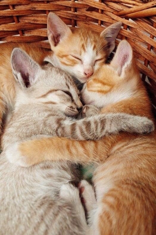 Три красотулички в корзиночке