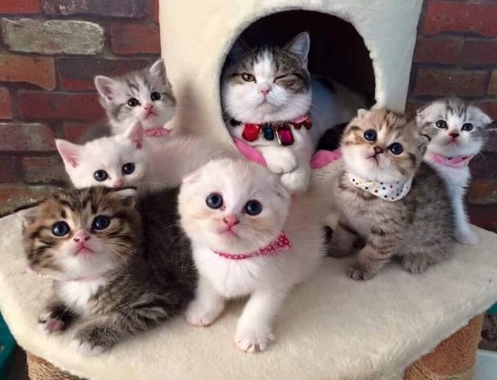 Кошка в домике с котятами вокруг неё