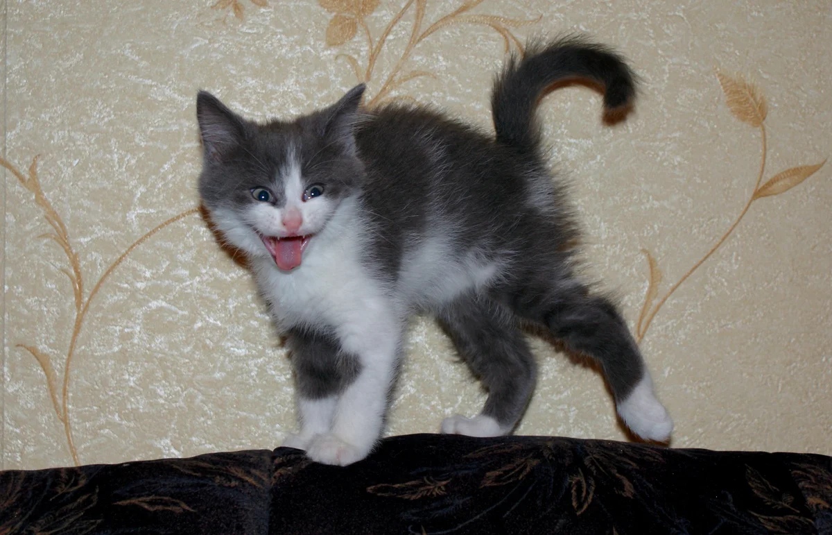 Сейчас как напугаю