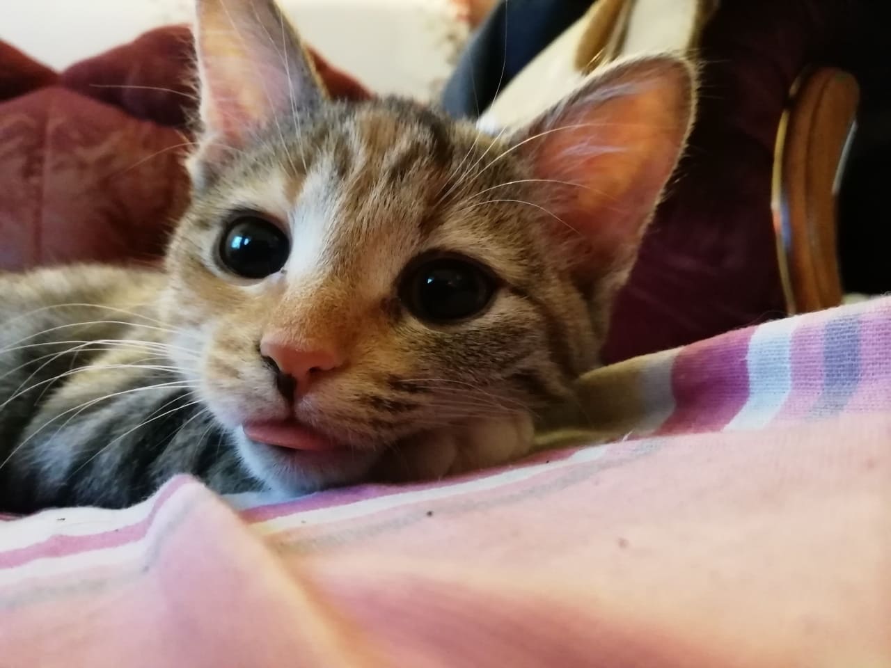 Серенький котик с высунутым языком