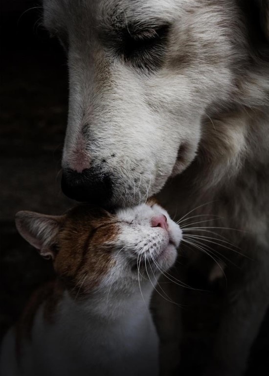 Нежные отношения кошечки и собаки