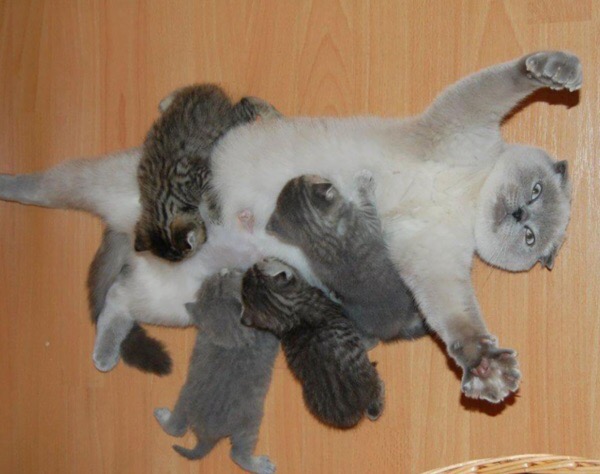 Кошечка лёжа кормит котят