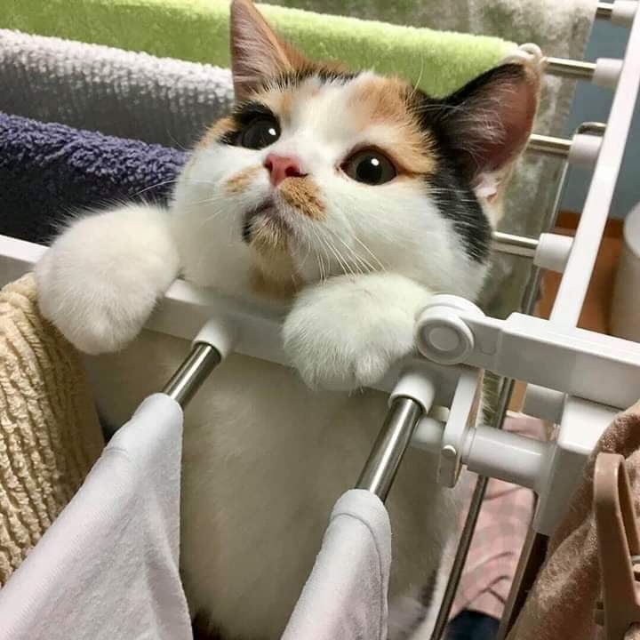 Кисонька на сушилке