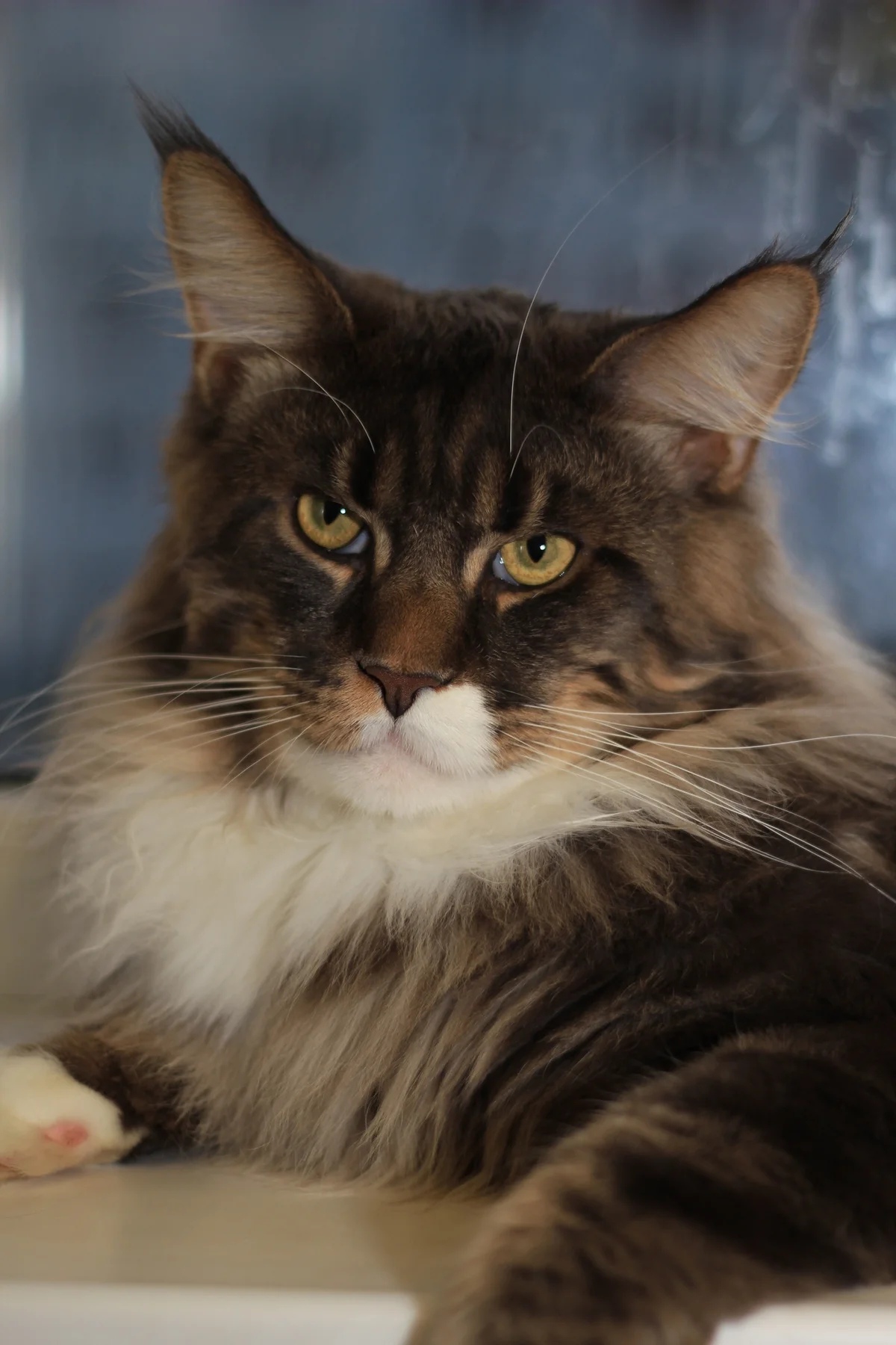 Котейка с важным видом