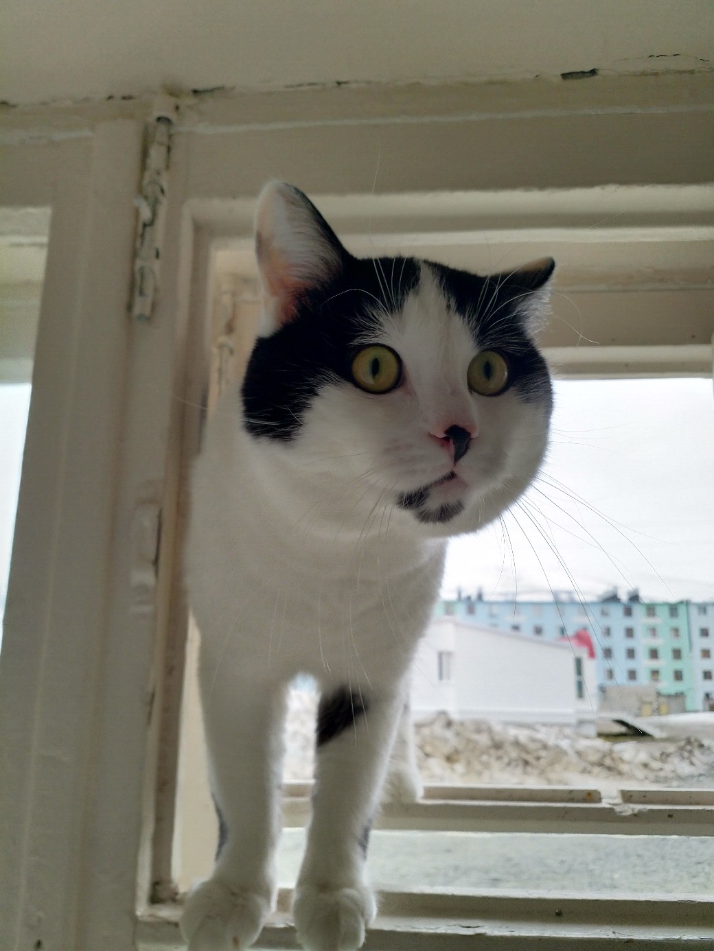 Котик залез в форточку