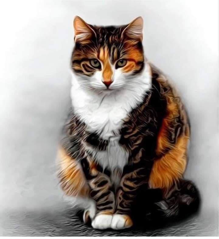 Пёстренькая кошечка