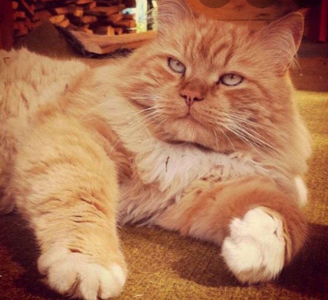 Рыжебелый котяра