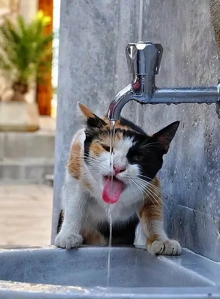 Невыносимая жажда