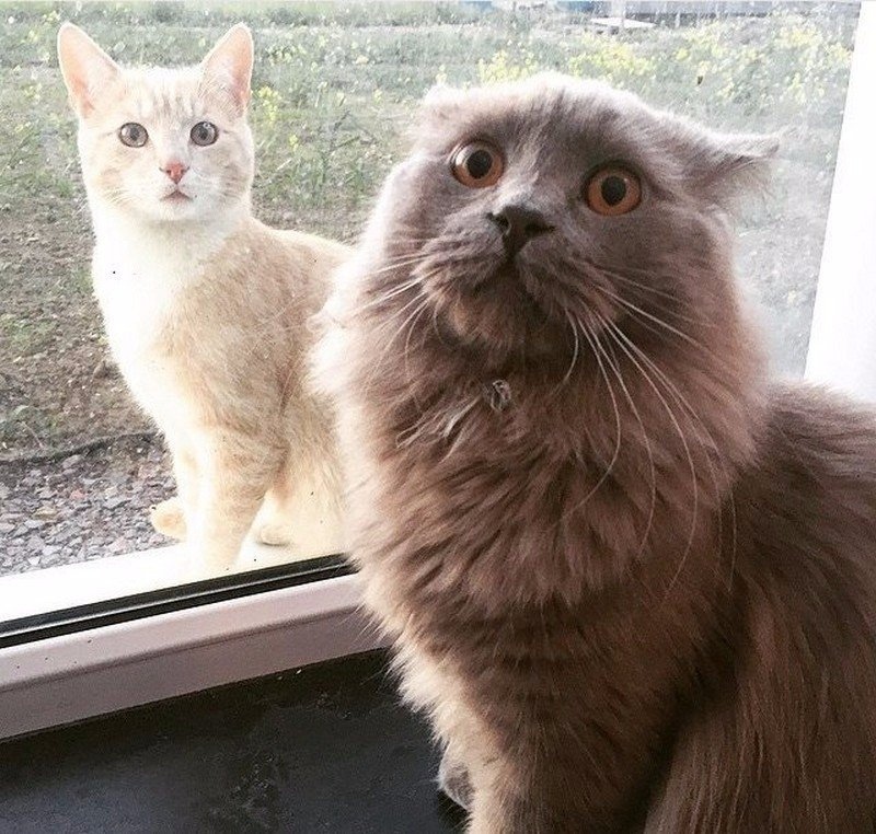 Котик просится гулять