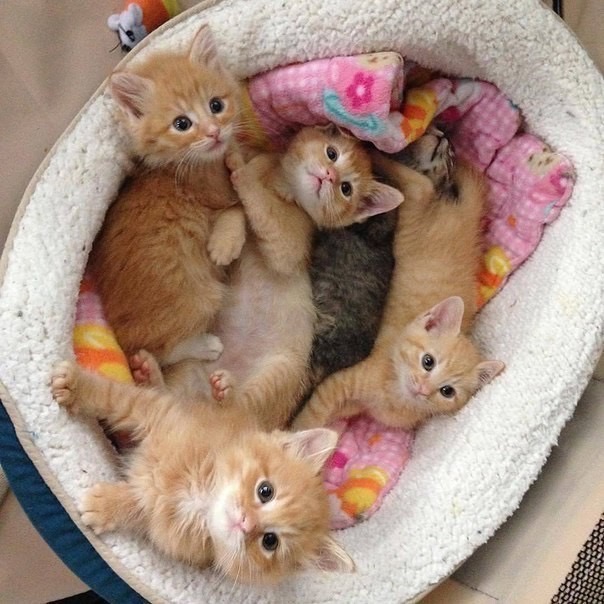 Рыжие котятки в лежанке