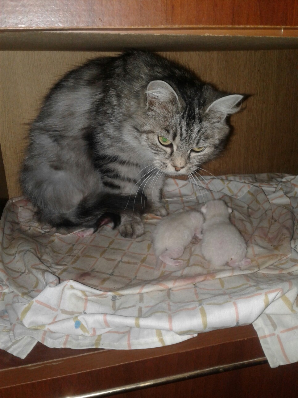 Кошечка с малышами