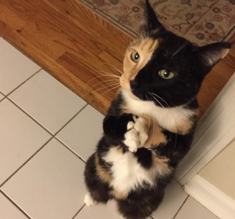 Трёхцветная кошечка просит кушать