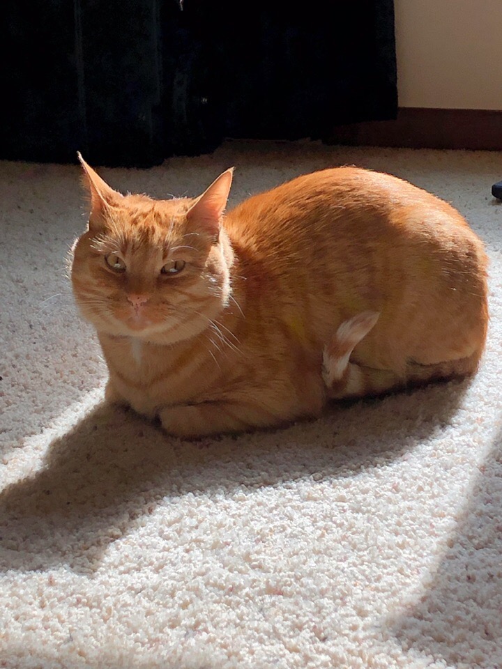 Рыжий котик лежит на ковре
