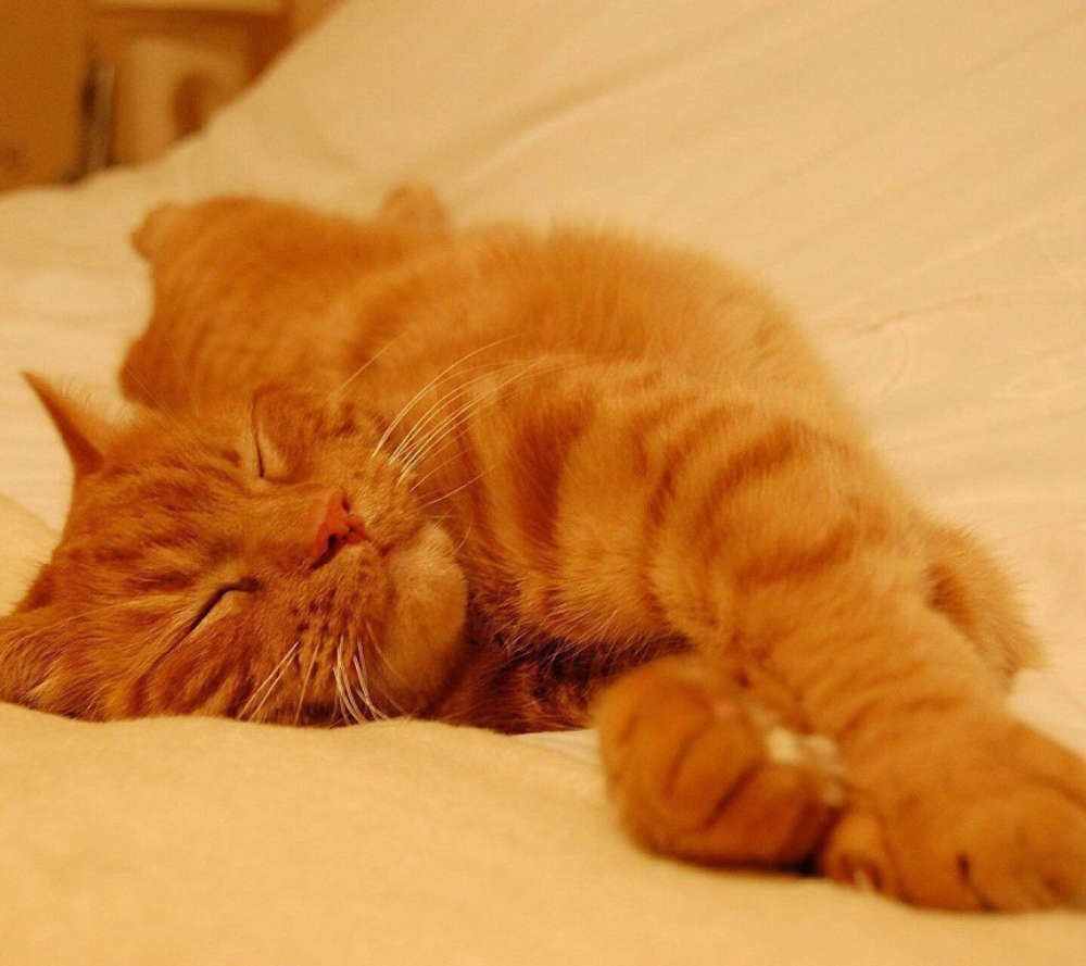 Рыжулик вытянулся