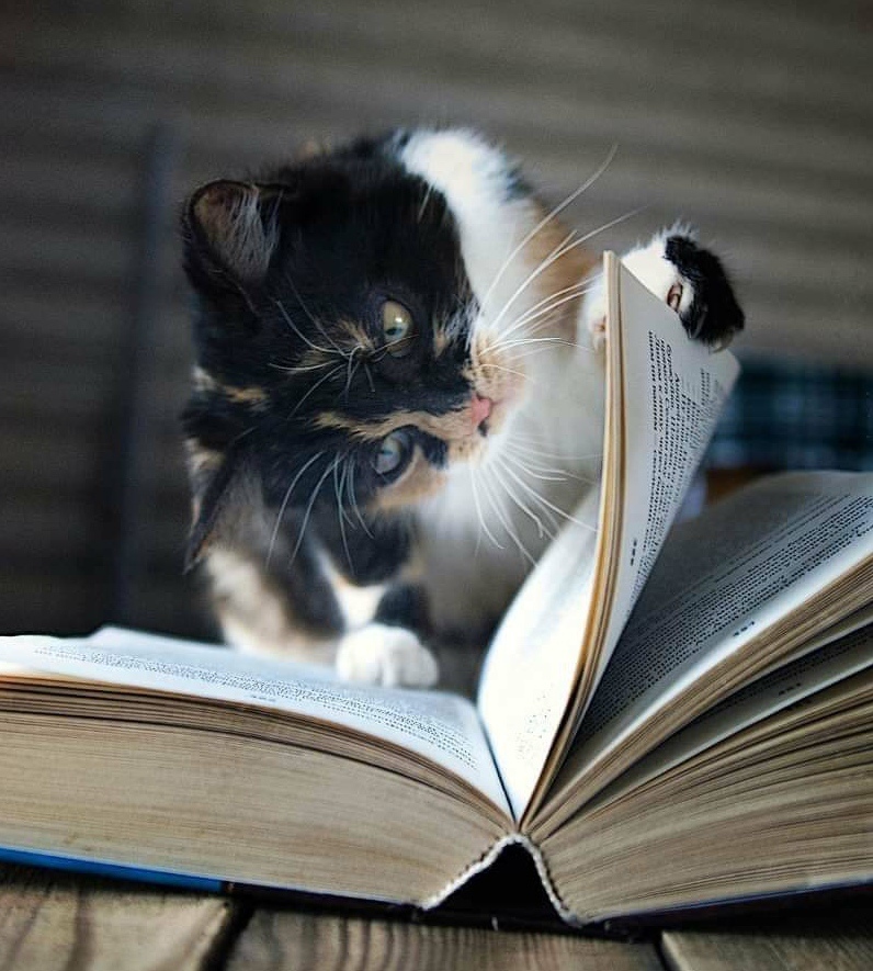 Трёхцветная милашка читает