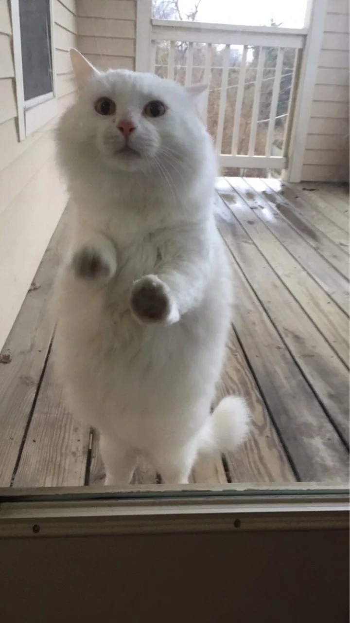 Белая кошечка просится домой