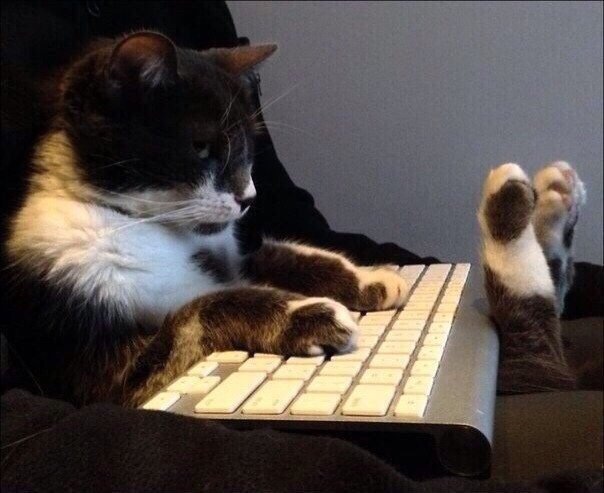 Котик и клавиатура