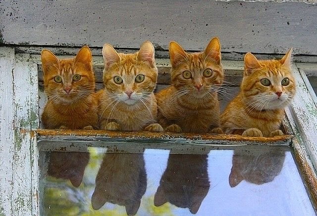 Рыжая бригада