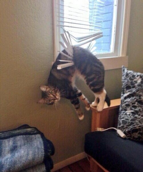 Полосатый котейка повис на жалюзи