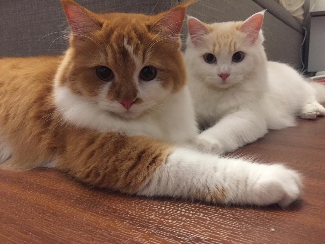 Кошечка с котёнком лежат на полу