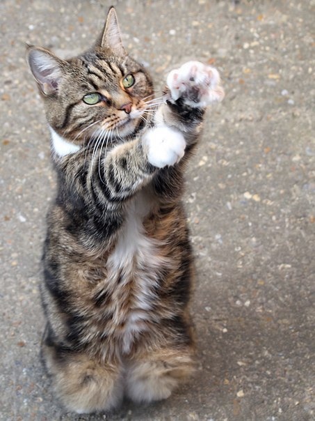 Кошечка просится на ручки