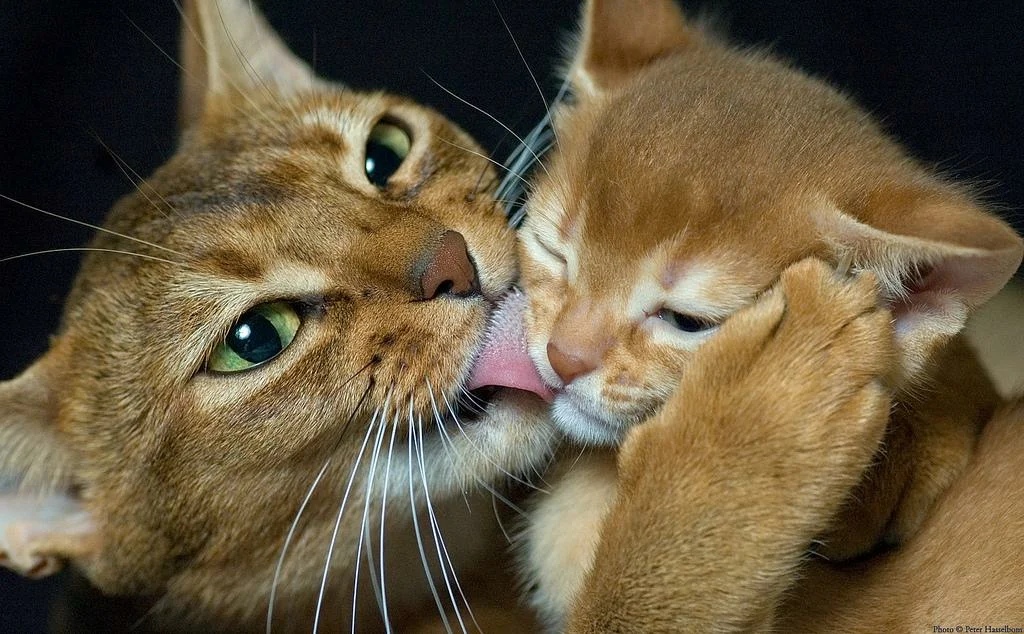 Кошечка облизывает котёнка