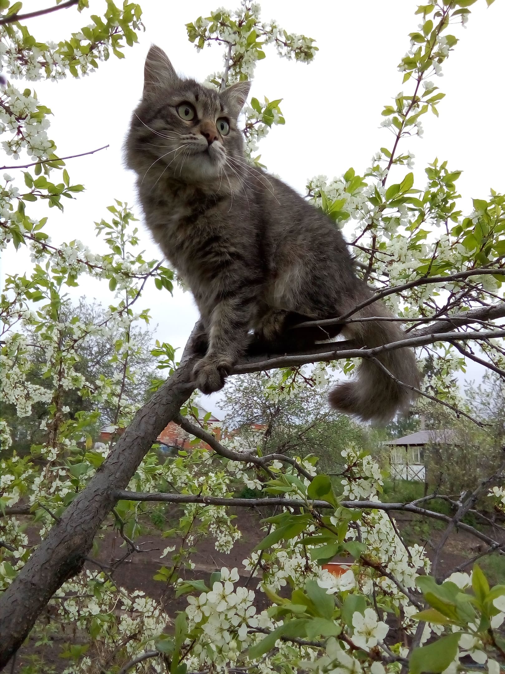 Мартюша в дозоре на яблоне