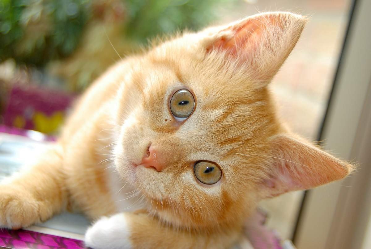 Рыженький очаровашка